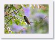 Xandari - 30 * Rufous-tailed Hummingbird * Rufous-tailed Hummingbird